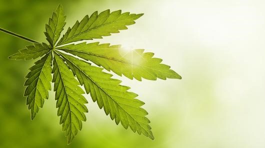 CBD Oil For Pets Eldorado 
      WI 54932